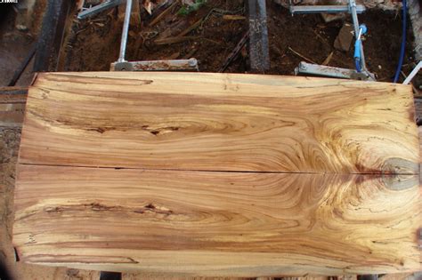 mulberry tree wood quality